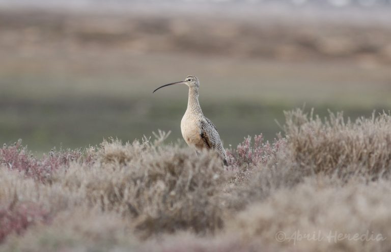 El Proyecto de Aves Playeras Migratorias; una Década de Monitoreo Biológico en México
